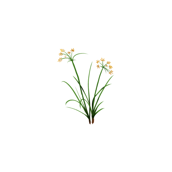 Souchet rond en gélules Pullulan (Cyperus rotundus)