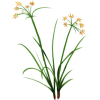 Souchet rond en gélules Pullulan (Cyperus rotundus)