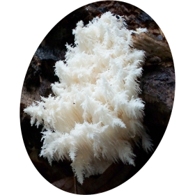Hericium Erinaceus extrait BIO en gélules