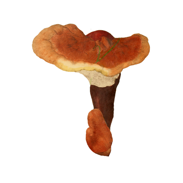 Reishi (Lingzhi) extrait BIO en gélules