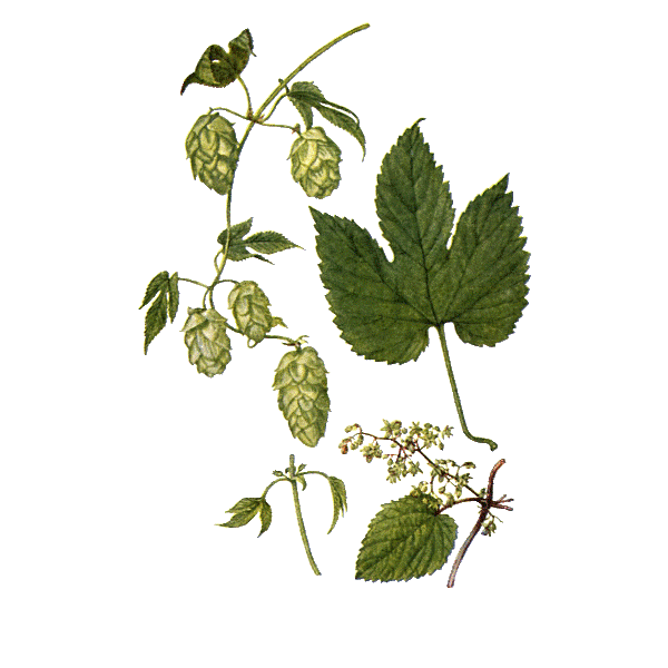 Houblon BIO en gélules (Humulus lupulus)