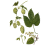 Houblon BIO en gélules (Humulus lupulus)