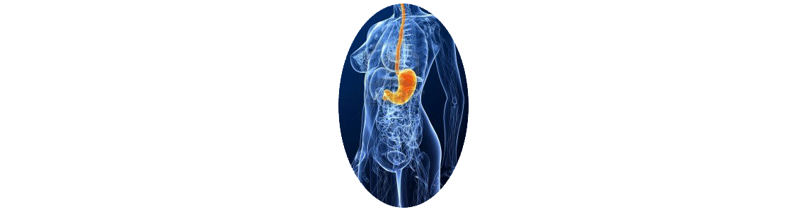 Estomac, ballonnements, gaz, acidité, inflammation - ABC de la Nature
