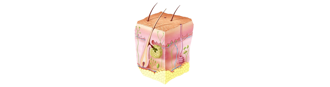 Plantes draineurs peau, détoxination, allergies, irritations, rougeurs, boutons..