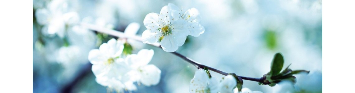 aromathérapie et huiles essentielles chémotypées - ABC de la Nature