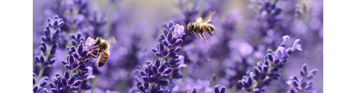 Propolis, pollen, sirop, spray.. - ABC de la Nature